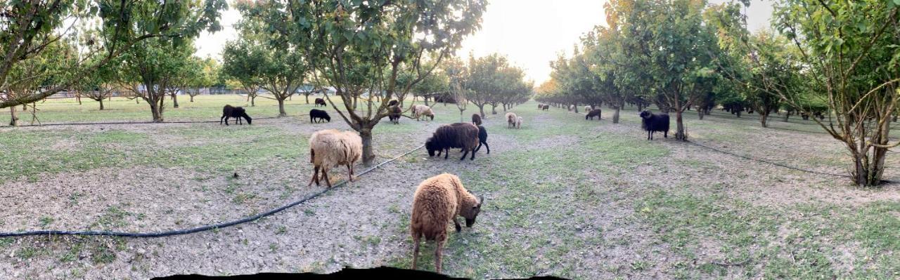 Agriturismo San Michele San Michele  المظهر الخارجي الصورة